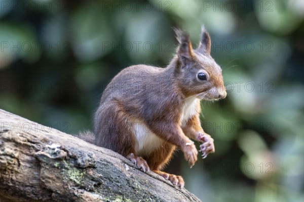 Squirrel (Sciurus vulgaris), Emsland, Lower Saxony, Germany, Europe
