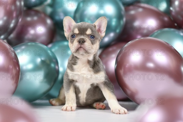 Cute 6 weeks young healthy tan French Bulldog dog puppy with husky markings and colorful balloons in background