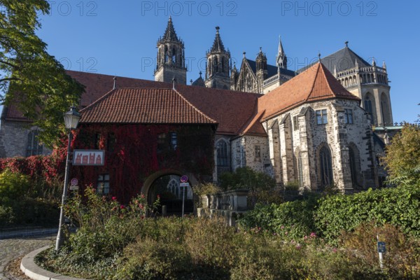 Magdeburg Cathedral with red autumn leaves at the Remtergang, Magdeburg, Saxony-Anhalt, Germany, Europe