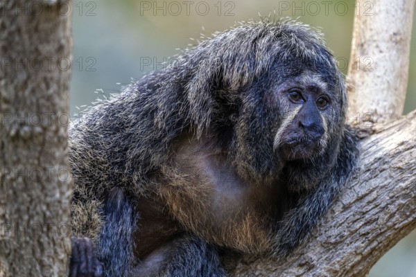 Monk monkey (Pithecia monachus), sitting on a branch, captive, Baden-Württemberg, Germany, Europe