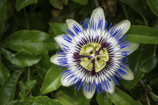 Top view of an exotic, blue-violet passion flower (Passiflora), Royal Botanic Gardens (Kew Gardens), UNESCO World Heritage Site, Kew, Greater London, England, United Kingdom, Europe