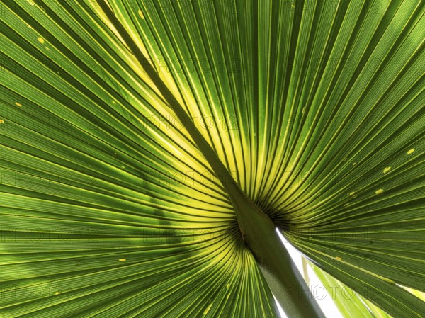 Close-up of a palm leaf, Royal Botanic Gardens (Kew Gardens), UNESCO World Heritage Site, Kew, Greater London, England, United Kingdom, Europe