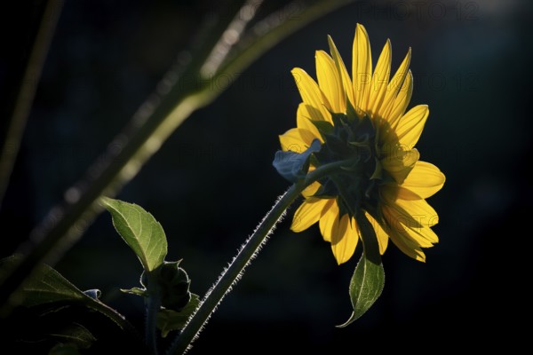 Rear view of a sunflower (Helianthus annuus) against a dark background, Copenhagen, Denmark, Europe