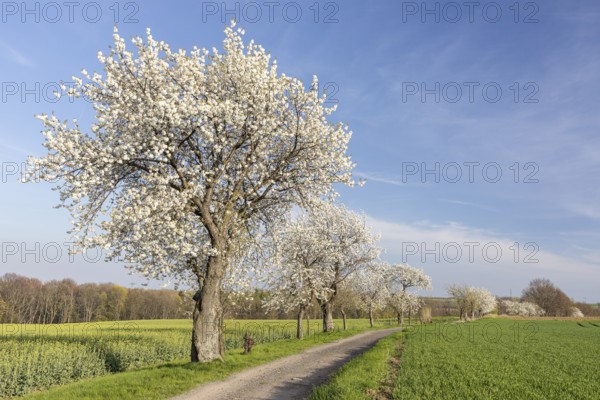 Path with flowering cherry trees (Prunus), Klipphausen, Saxony, Germany, Europe