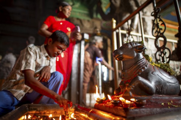 Boy lighting candle in front of the bull Nandi, mount of God Shiva, Minakshi or Meenakshi or Sri Minakshi Sundareshwara Temple, Madurai, Tamil Nadu, India, Asia
