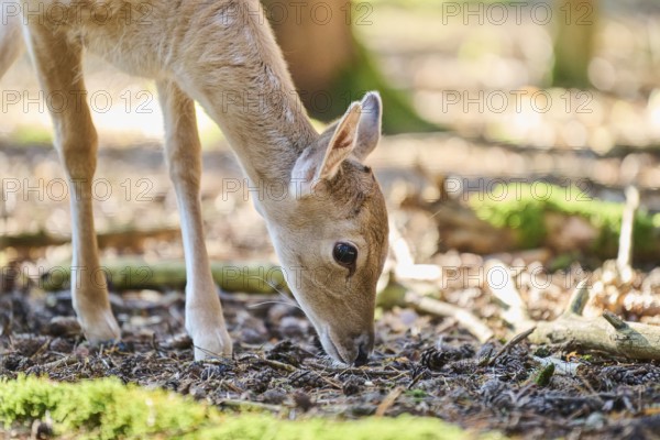 European fallow deer (Dama dama) youngster, portrait, in a forest, Bavaria, Germany, Europe