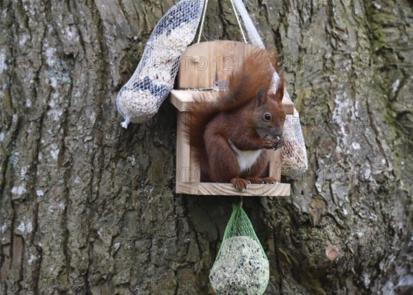 Squirrel, (Sciurus) eating nuts in the garden, Schleswig-Holstein, Germany, Europe