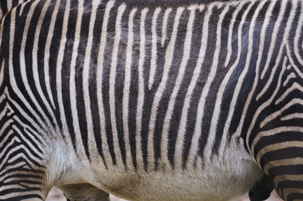 Grévy's zebra (Equus grevyi), detail, fur, Germany, Europe