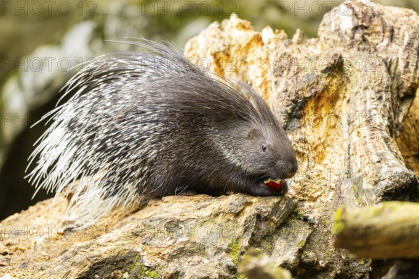 Old World porcupines (Hystrix cristata), Germany, Europe