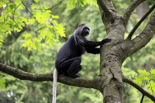 White-bearded snub-nosed monkey (Colobus polykomos), adult, sitting, on tree, foraging, alert