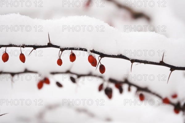 Barberry with snow, winter, Germany, Europe