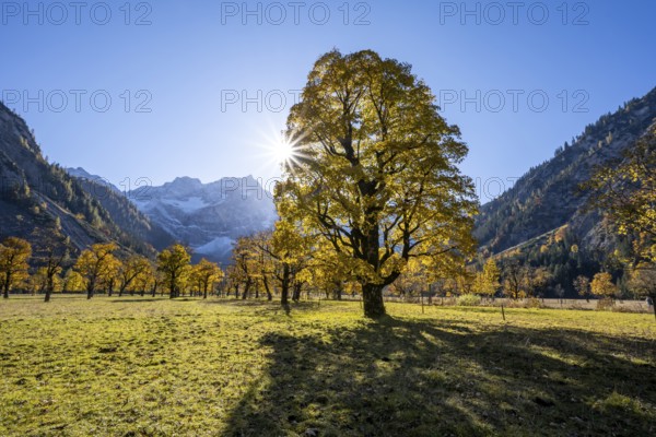 Sycamore maple with autumnal yellow foliage and Solaster endeca, large maple base in autumn, rocky mountain peaks with Spritzkarspitze in the background, Rißtal in the Eng, Tyrol, Austria, Europe