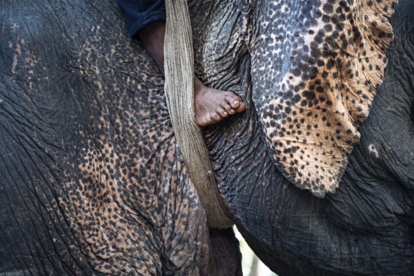 Mahout foot near textured ear of a captive asian elephant