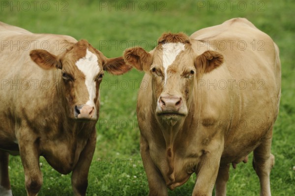 Two cattle standing on a green meadow with expressive faces, cattle (Bos primigenius taurus), Bavaria