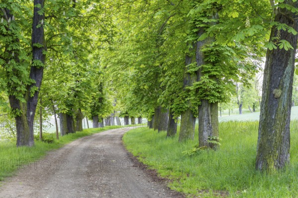 Listed avenue with old trees of white horse chestnut (Aesculus hippocastanum) in Hermsdorf, Ottendorf-Ockrilla, Saxony, Germany, Europe