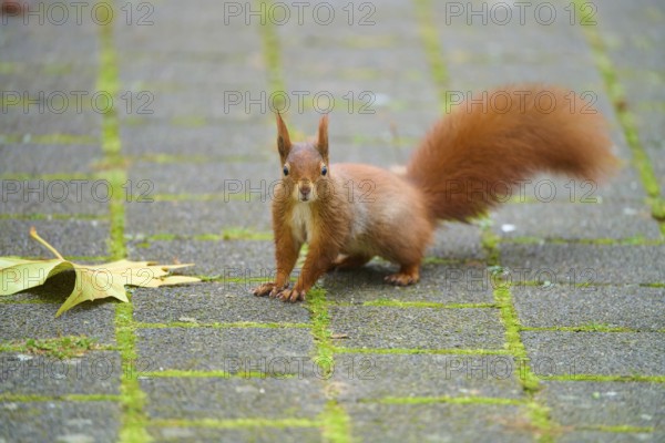 Eurasian squirrel (Sciurus vulgaris), on a paved path, focussed with upraised bushy tail, Baden-Württemberg, Germany, Europe