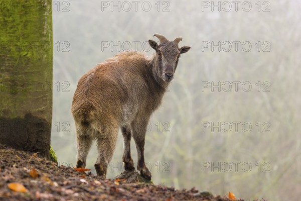 A female Himalayan Tahr (Hemitragus jemlahicus) stands in the forest on a foggy day