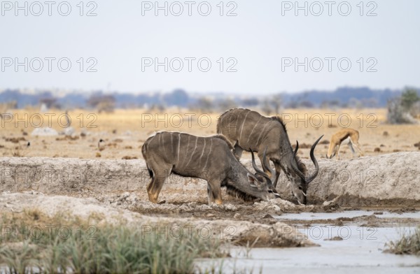 Greater kudu (Tragelaphus strepsiceros), two adult males drinking at a waterhole, Nxai Pan National Park, Botswana, Africa