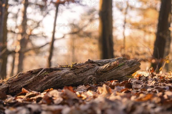 A tree stump lies surrounded by fallen leaves, Gechingen, district of Calw, Black Forest, Germany, Europe