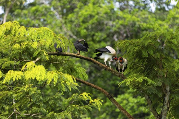 King vulture (Sarcoramphus papa), cock, vulture birds (Aegypiinae), Laguna del Lagarto Lodge, Alajuela, Costa Rica, Central America