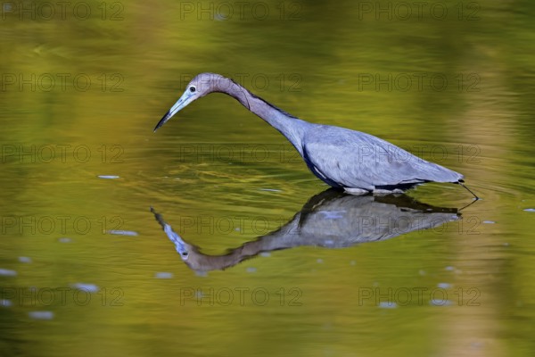 Great Blue Heron (Egretta caerulea), adult, in water, alert, foraging, Merritt Island, Black Point Wildlife Drive, Florida, USA, North America