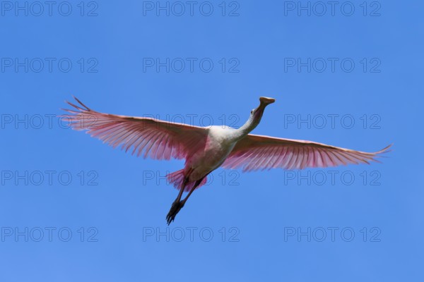 Roseate spoonbill (Ajaja ajaja), flying in the clear blue sky, Black Point Wildlife Drive, Titusville, Florida, USA, North America