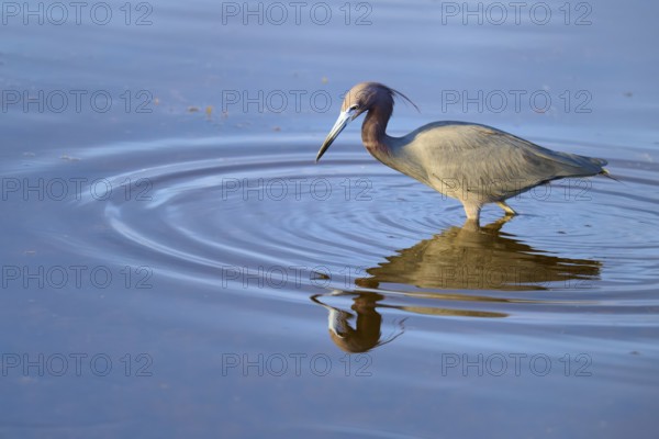 Great Blue Heron (Egretta caerulea), walking and reflecting in the water, Black Point Wildlife Drive, Titusville, Florida, USA, North America
