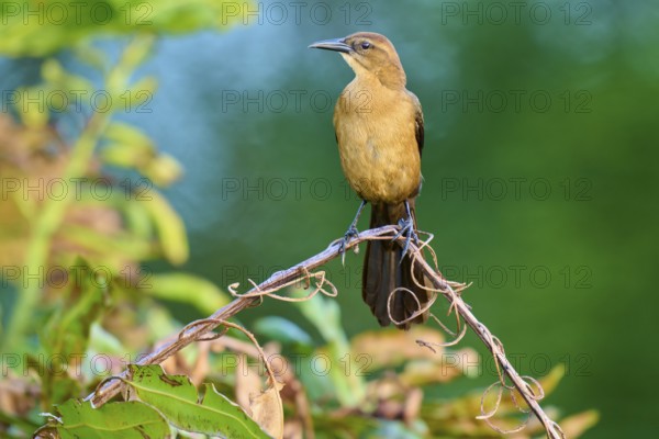 Grackle (Quiscalus quiscula), female sitting on a branch, spring, Wakodahatchee Wetlands, Delray Beach, Florida, USA, North America