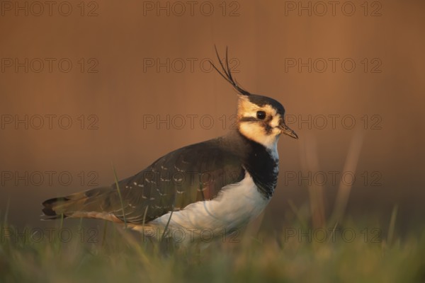Northern lapwing (Vanellus vanellus) adult wading bird in grassland, England, United Kingdom, Europe