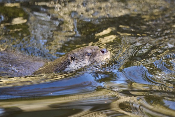 Eurasian otter (Lutra lutra) swimming in a lake in the bavarian forest, Bavaria, Germany, Europe