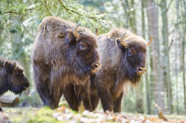 European bison (Bison bonasus) in a forest in spring, Bavarian Forest, Germany, Europe