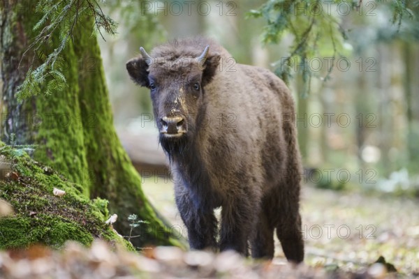 European bison (Bison bonasus) youngster in a forest in spring, Bavarian Forest, Germany, Europe