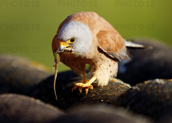 Male lesser kestrel (Falco naumanni) with prey, lizard, Psammodromus hispanicus, Extremadura, Spain, Europe