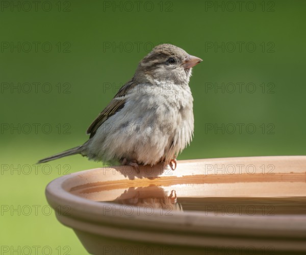 House sparrow (Passer domesticus) standing on a bird bath, Lower Saxony, Germany, Europe