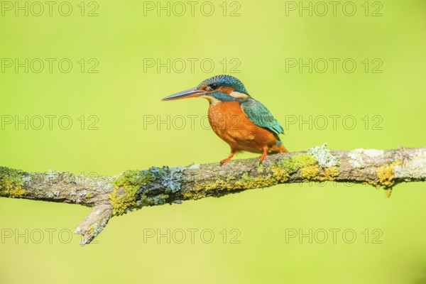 Common kingfisher (Alcedo atthis) sitting on a branch with autumncolours, wildife, Catalonia, Spain, Europe