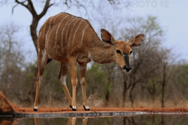 Nyala (Tragelaphus angasii), adult, female, at the water, Kruger National Park, Kruger National Park, Kruger National Park South Africa