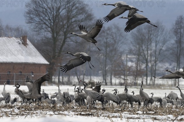 Cranes (grus grus) resting on their southbound migration while foraging in a harvested maize field in light snow, North Rhine-Westphalia, Germany, Europe