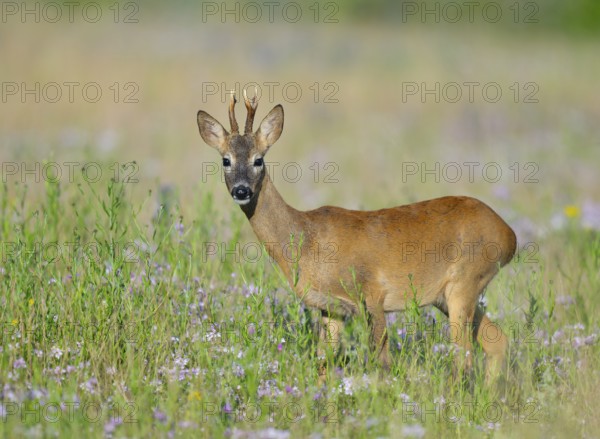 Roe deer (Capreolus capreolus), roebuck standing in a colourful spring meadow with clover (Trifolium), wildlife, Thuringia, Germany, Europe