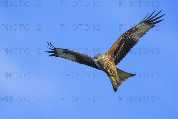 Red Kite, Milvus milvus, bird in flight