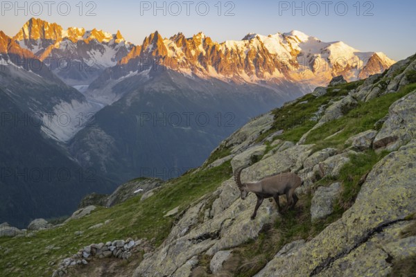 Alpine ibex (Capra ibex), adult male, in front of a mountain panorama at sunset, Grandes Jorasses and Mont Blanc peaks, alpenglow, Mont Blanc massif, Chamonix, France, Europe
