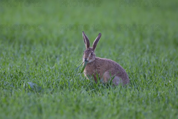 European brown hare (Lepus europaeus) juvenile baby leveret animal feeding in a farmland cereal crop in the summer, England, United Kingdom, Europe