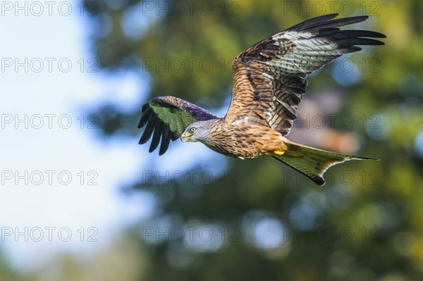 Red Kite, Milvus milvus, bird in flight