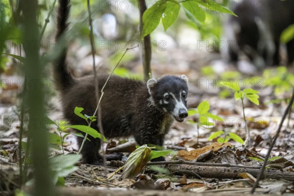 White-nosed coati (Nasua narica), adult, in the rainforest, Corcovado National Park, Osa, Puntarena Province, Costa Rica, Central America