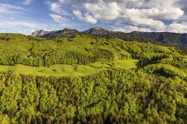Aerial view of a mountain forest in front of mountains in spring, sunny, Ohlstadt, view of Herzogstand and Heimgarten, Alpine foothills, Upper Bavaria, Bavaria, Germany, Europe