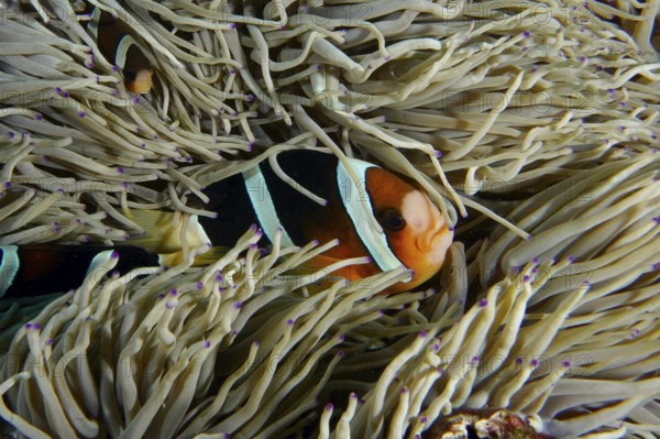 A clownfish, Clark's anemonefish (Amphiprion clarkii), clinging to the tentacles of a sea anemone in the sea, dive site SD, Nusa Ceningan, Nusa Penida, Bali, Indonesia, Asia