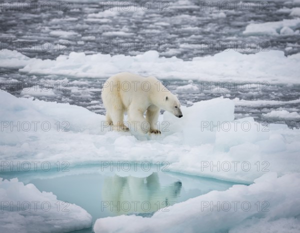 Polar bear (Ursus maritimus) on the pack ice at 82 degrees north reflected in the water, Svalbard Island, Svalbard archipelago, Svalbard and Jan Mayen, Norway, Europe