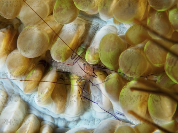 Philippine bubble coral shrimp (Palaemonella philippinensis) on a bubble coral, dive site Prapat, Penyapangan, Bali, Indonesia, Asia