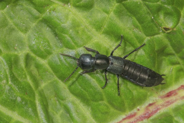 Devil's coach-horse beetle (Ocypu olens) crawling on a green leaf in nature, Baden-Württemberg, Germany, Europe