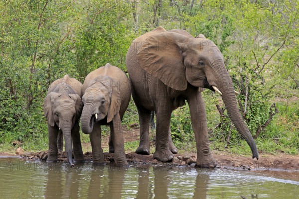 African elephant (Loxodonta africana), juvenile, mother, adult, female, mother with two juveniles, at the water, drinking, Kruger National Park, Kruger National Park, South Africa, Africa