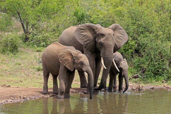 African elephant (Loxodonta africana), juvenile, mother, adult, female, mother with two juveniles, at the water, drinking, Kruger National Park, Kruger National Park, South Africa, Africa